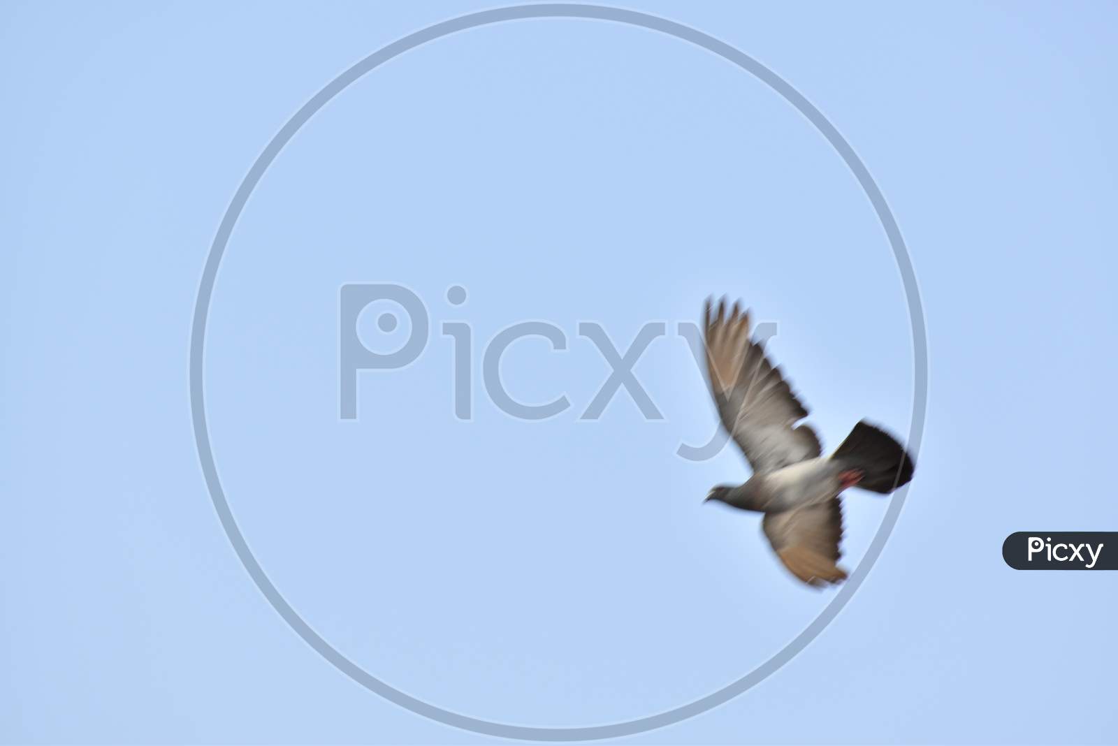 Feather Wing Of Homing Pigeon Bird Floating Mid Air Blue Sky.