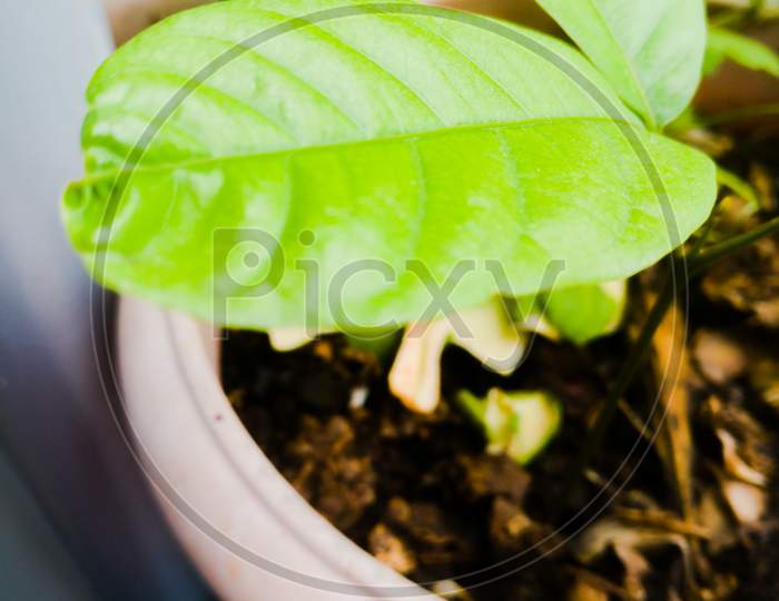 Closeup shot A Green leaf of a plant in a pot.