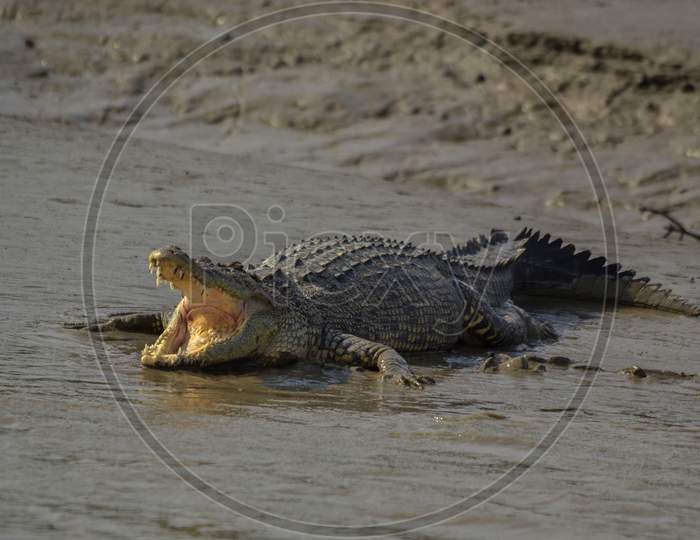 A Hugh Salt Water Crocodile Opened Its Mouth For Basking Using Morning Sunlight