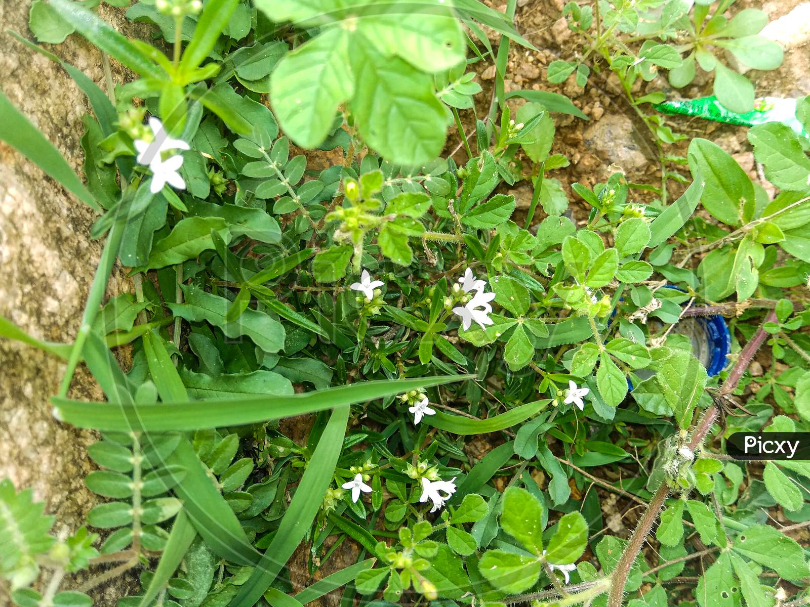 The small flowers and plants