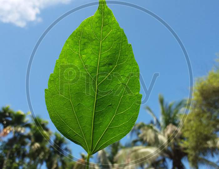 Beautiful leaf background lovely nature