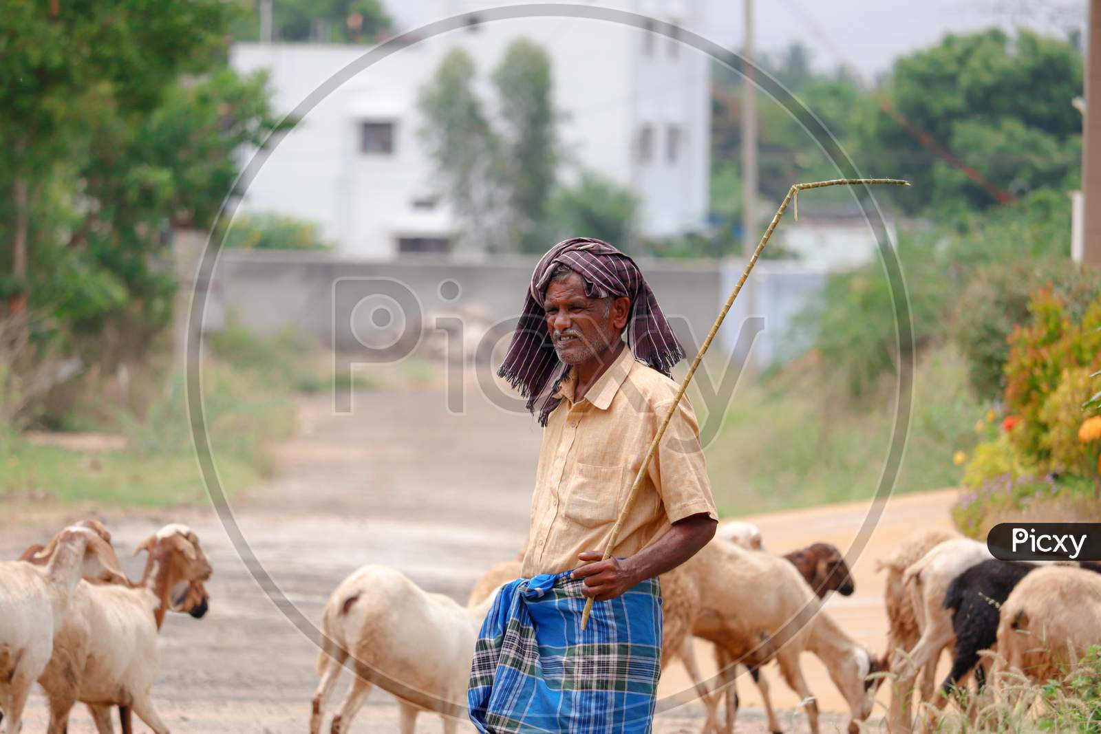 Coimbatore, Tamilnadu / India - 06/25/2020: Indian Shepherd farmer standing with stick in hand with a herd of goats for grazing