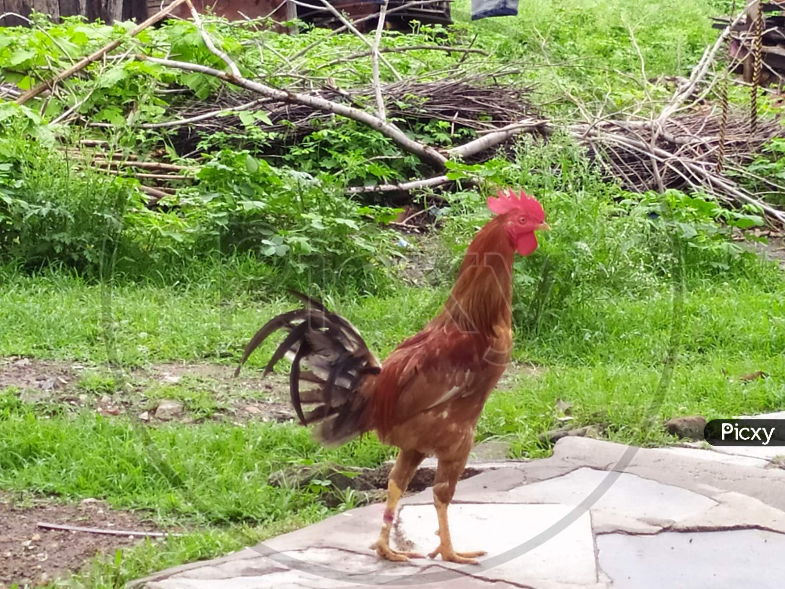 Wild and feral chicken rooster in Nagpur, India
