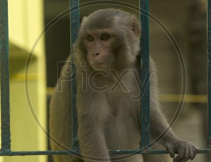 A Monkey Looking Through The Cage Bars At Sundarban Tiger Reserve