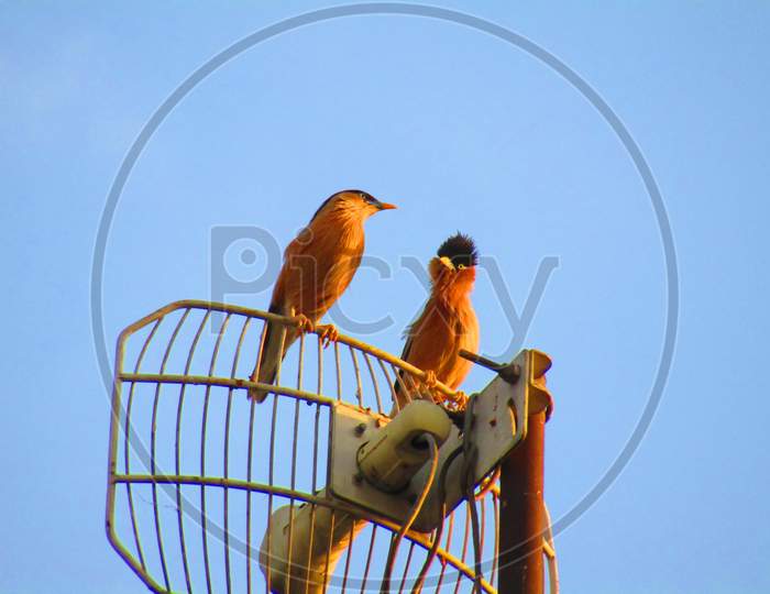 Two brahminy myna or brahminy starling (Sturnia pagodarum) sitting on Tv antenna.