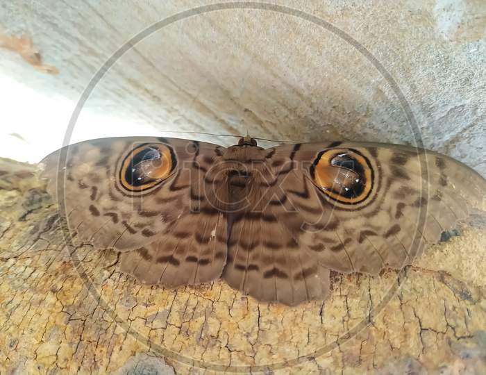 Image Of Erebus Hieroglyphica Butterfly On The Dry Wood.