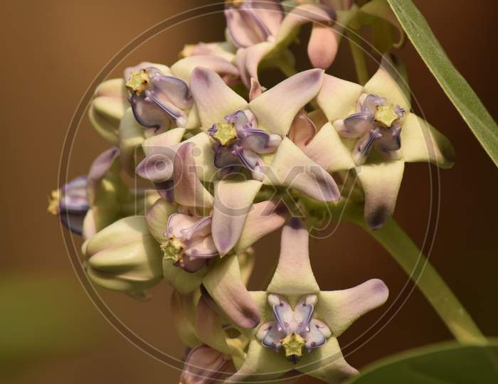 Beautiful Giant Milkweed Flower, Scientific Name Is Calotropis Gigantea, Crown