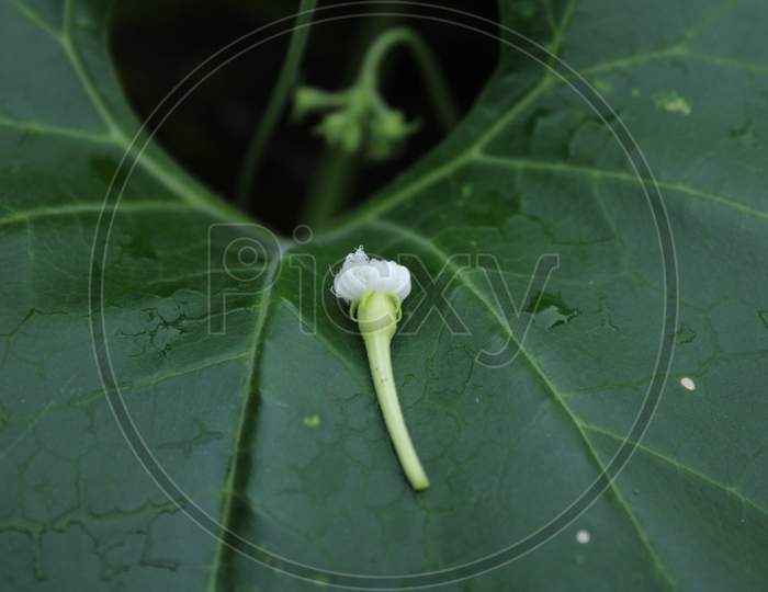 Fresh green vegetable leaf with flower