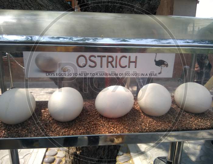 Ostrich eggs in ramoji film city Hyderabad
