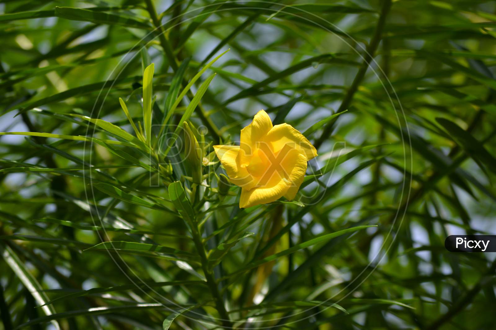 Thevetia peruviana or yellow oleander in the garden