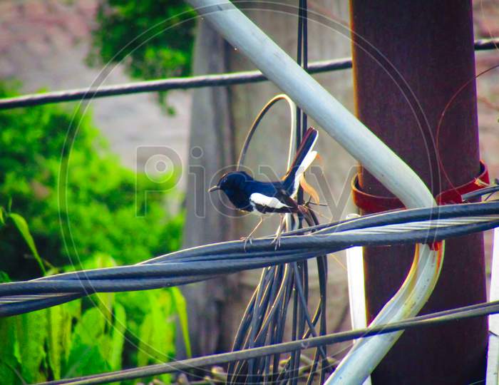 Oriental magpie-robin bird (Copsychus saularis) sitting on wire