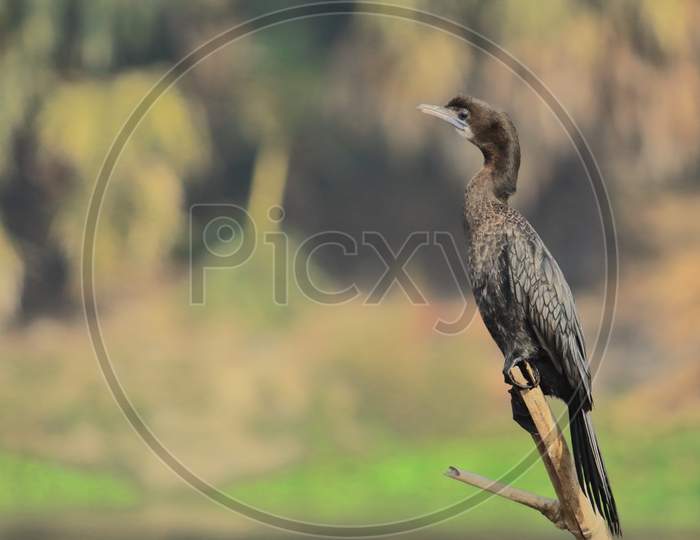 a little cormorant is sitting on a branch