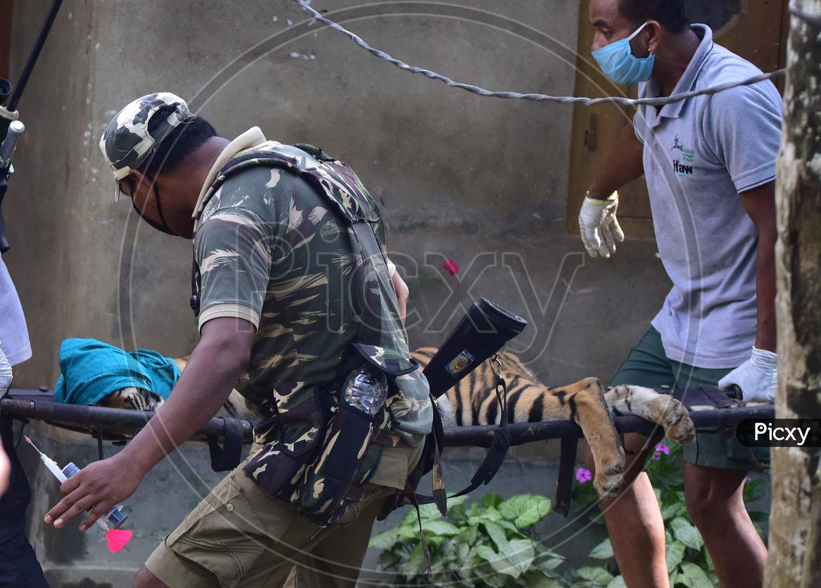 Forest officials carry a tranquilized tigress that strayed into a house in Nagaon, Assam on July 15, 2020.