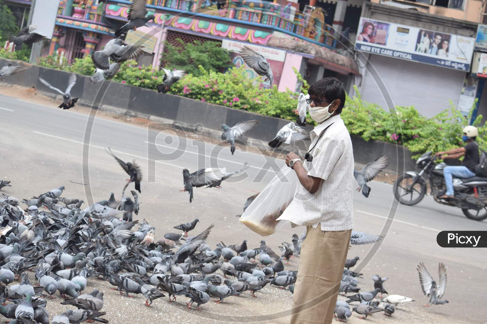 Hyderabad, Telangana, India. july-13-2020: A man is feeding pigeons all around at street road in corona virus pandemic time, peoples caring on birds, wearing mask,  pigeons on road side