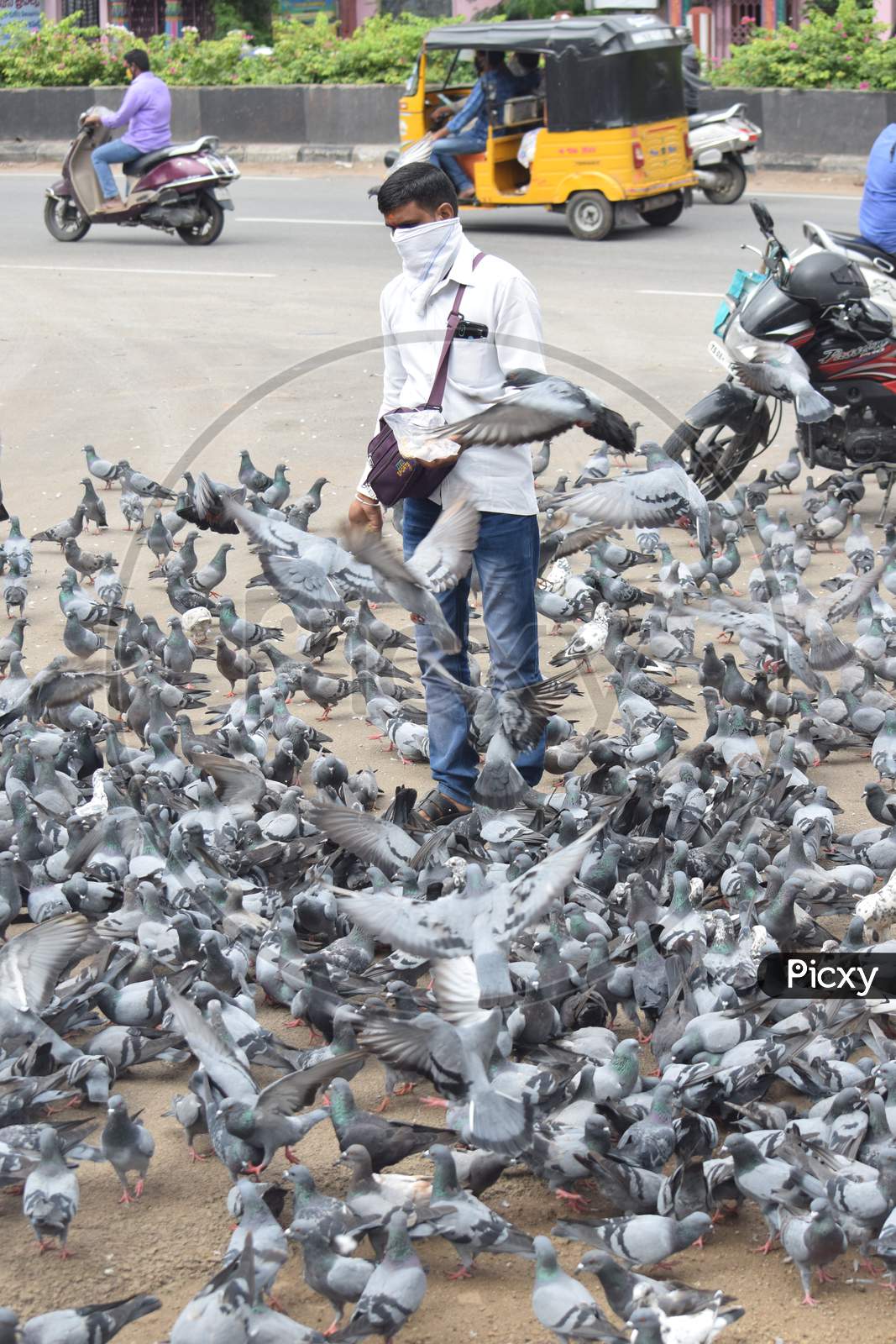 Hyderabad, Telangana, India. july-13-2020: A man is feeding pigeons all around in corona virus pandemic time, peoples caring on birds, wearing mask