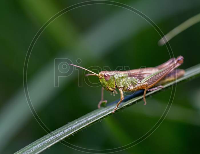 Close-Up Of Common Green Grasshopper'S Head.