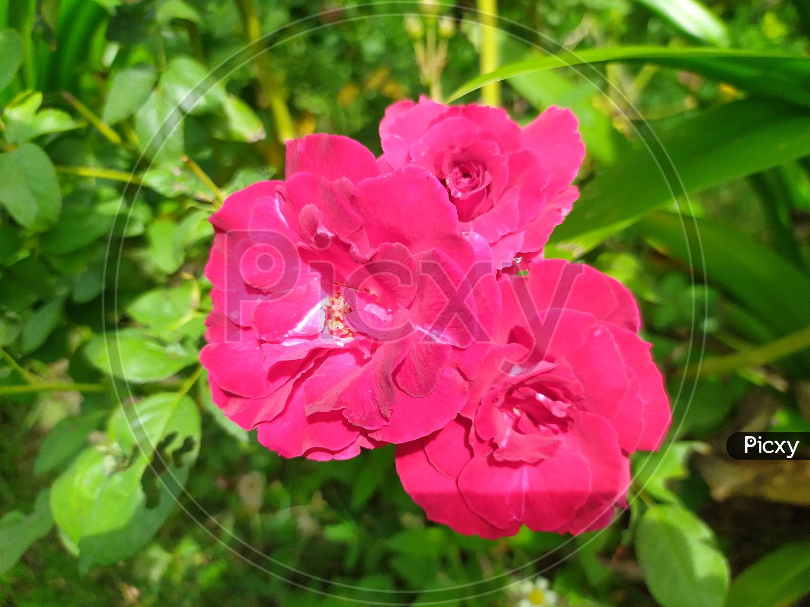 This is a Red flower image