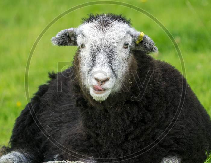 Herdwick Lamb Lying Down In The Heat Of A Summers Day Looks Straight At The Camera