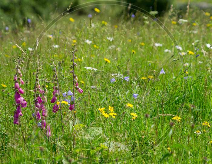 Wild Flowers Are Left To Bloom On Meadow Land On The Floor Of Langdale Valley