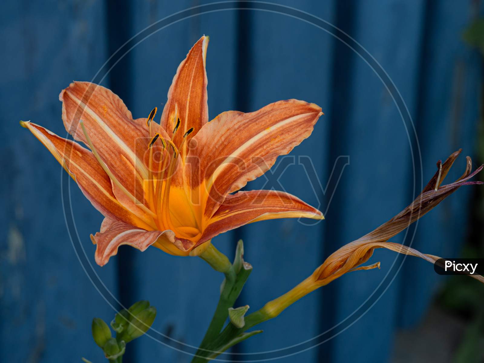 Close-Up Of Flower Head Of Orange Day-Lily Or Tiger Daylily.