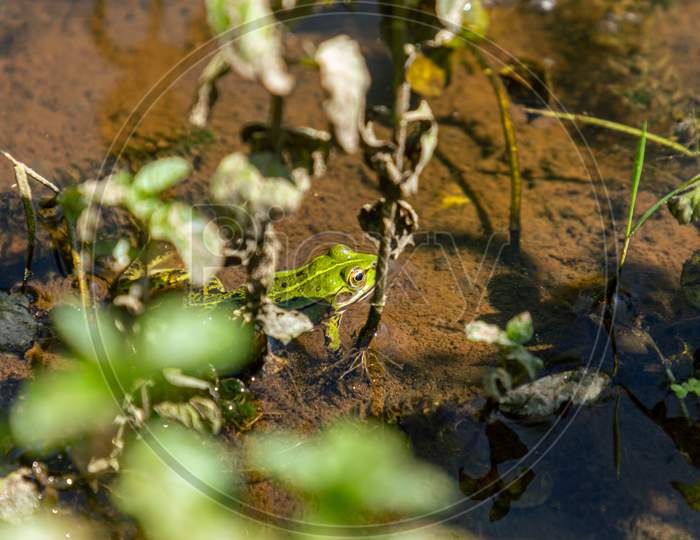 Light Green Frog In River Water