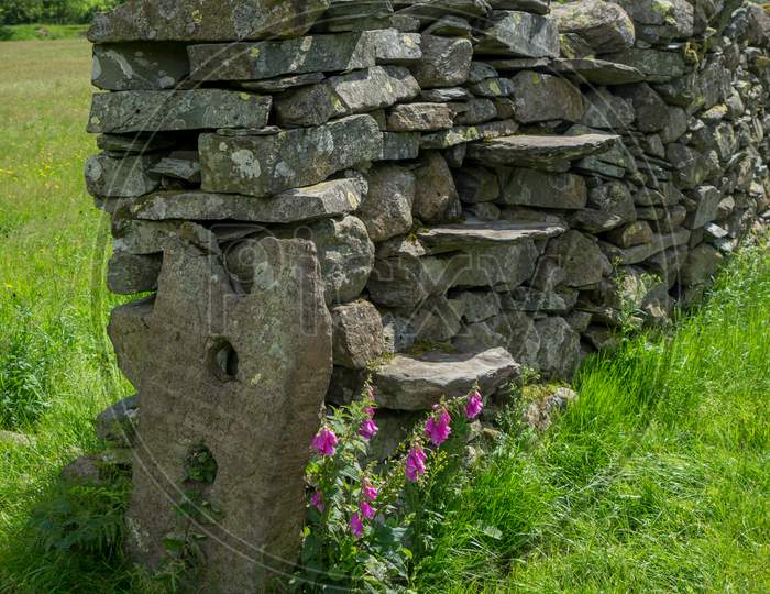A Traditional Old Lakeland Stone Gate Post And Wall With Fox Gloves Growing Beside It