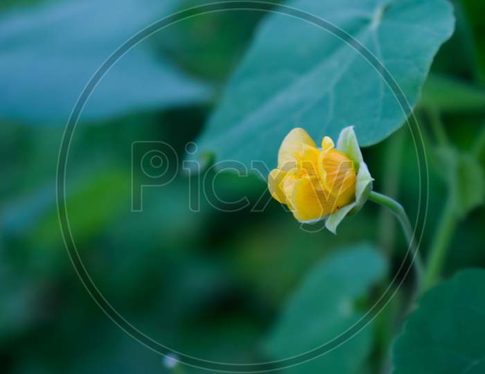 Country Mallow Small Shrub Wild Yellow Flower With Green Leafs Named Abutilon Indicum