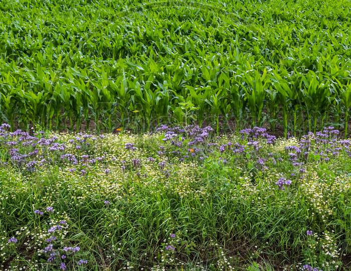Beautiful Mixed Flowers With Lots Of Purple Phacelia Blossoms In Front Of A Green Agricultural Crop Field