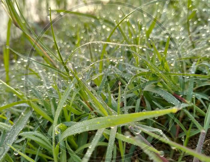 Dewdrops on the grass