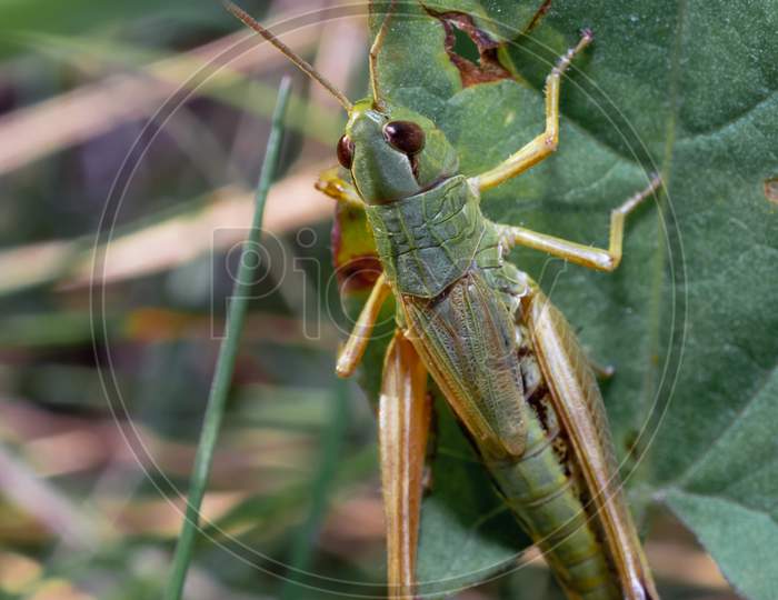 Top View Of Common Green Grasshopper Female. Omocestus Viridulus Sitting On The Leaf.