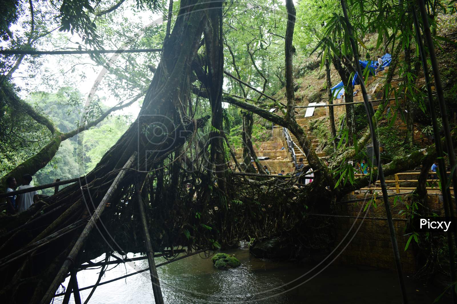 A Living Root Bridge In The village of Mountain