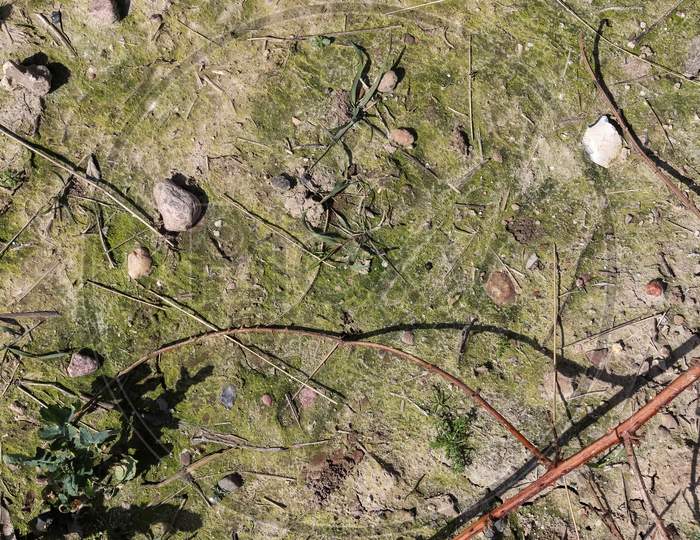 Detailed close up view on a forest ground texture with moss and branches