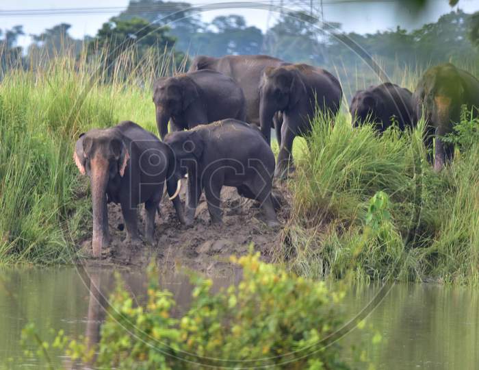 A herd of elephants moves to high ground to escape the floods in Kaziranga National Park in Nagaon, Assam on July 15, 2020