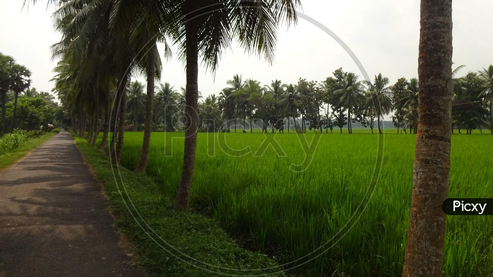 the beauty of rice fields in the village