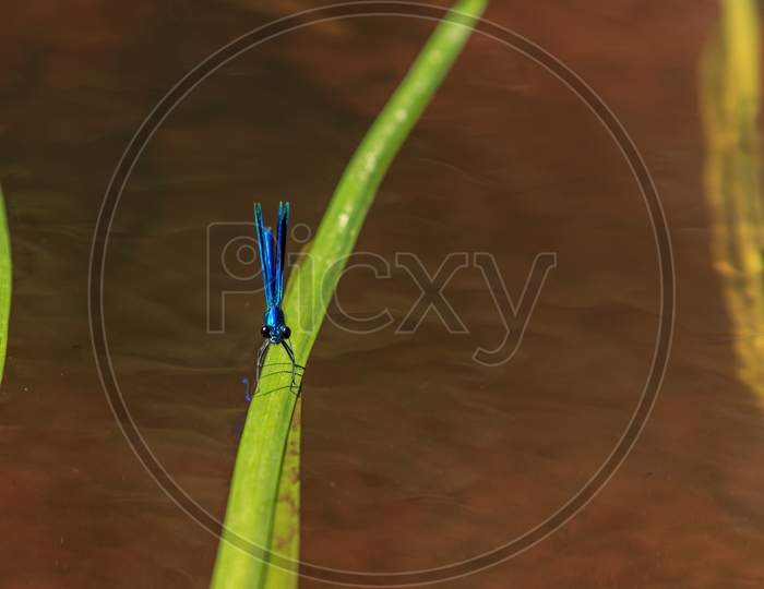 Blue Dragonfly Insect On Grass