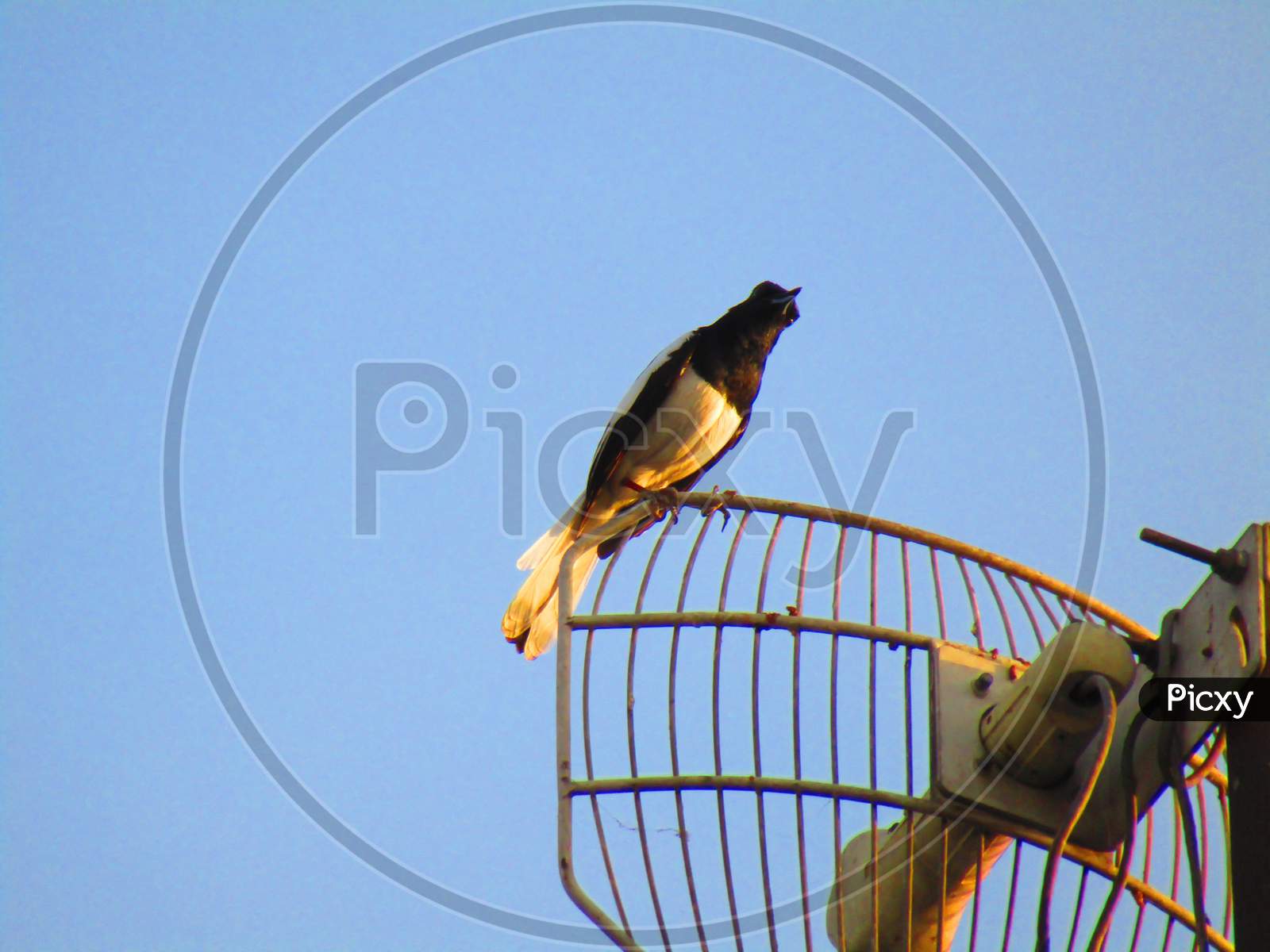 Oriental magpie-robin bird  (Copsychus saularis) sitting on antenna