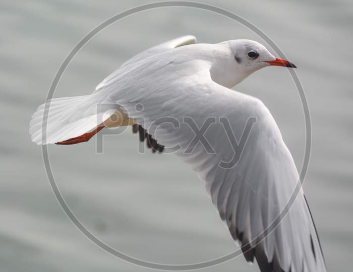 A Bird Of Seagull Flying Over Ocean.