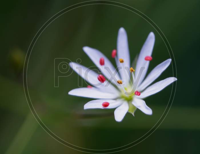 Close-Up Of Blooming Grass-Leaved Stitchwort Flower.