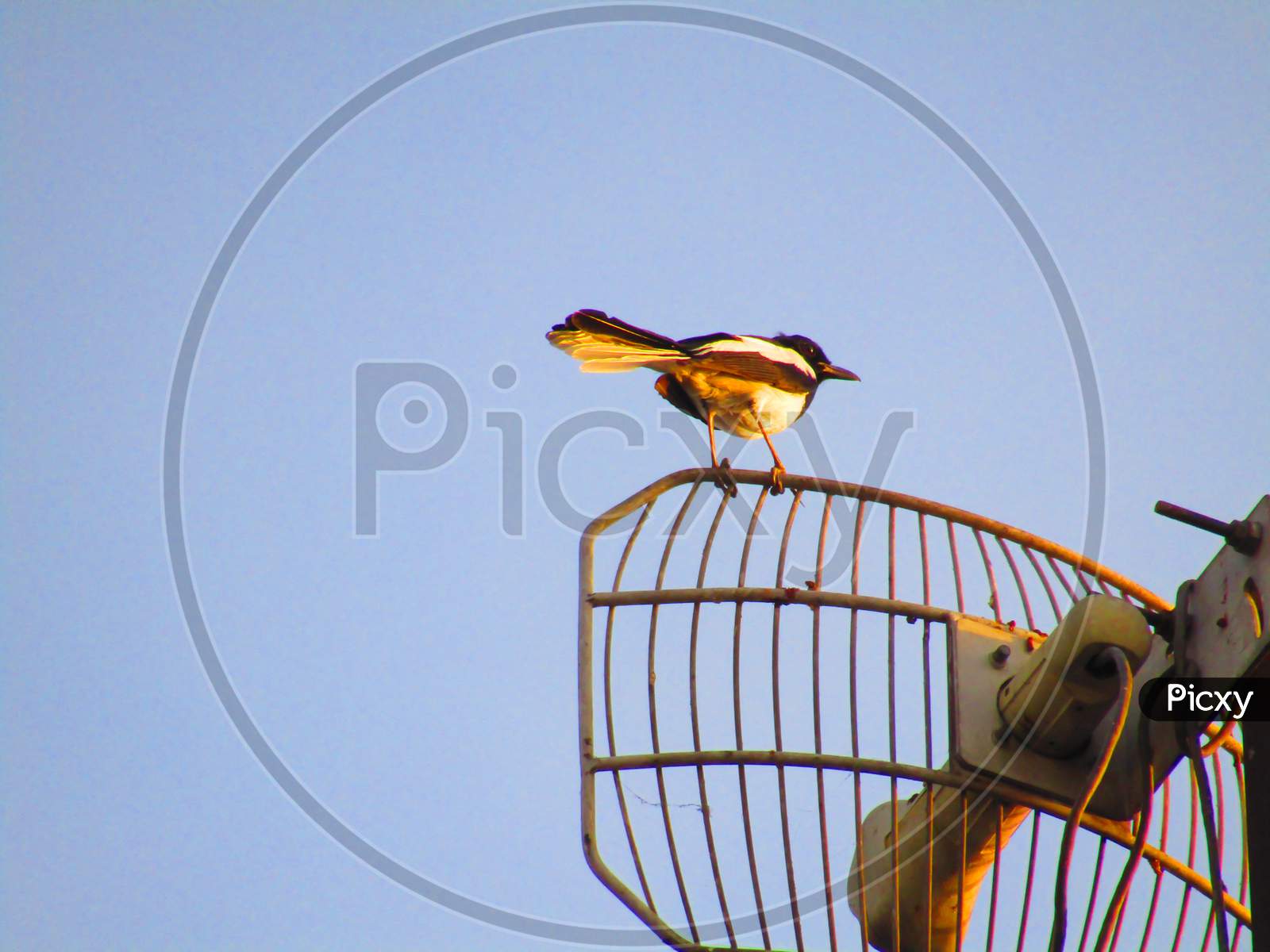 Oriental magpie-robin bird  (Copsychus saularis) sitting on antenna