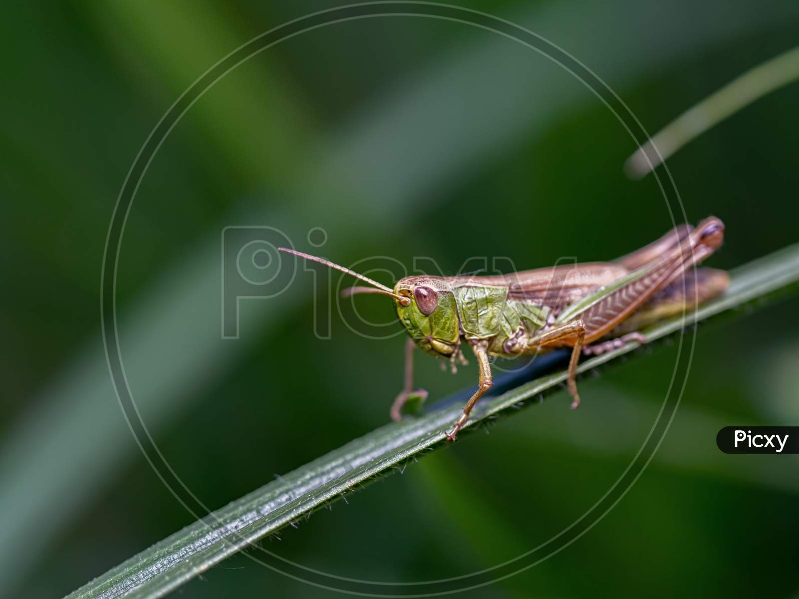 Close-Up Of Common Green Grasshopper'S Head.