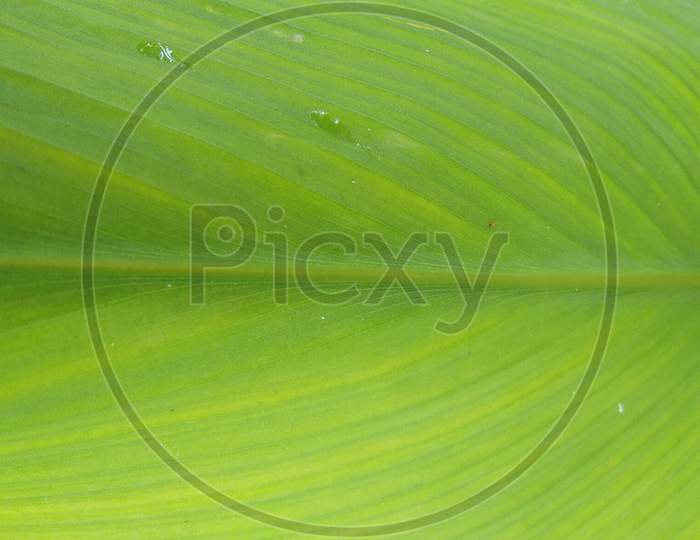 Turmeric leaf