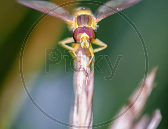 Close-Up Of Marmalade Hoverfly'S Face, Episyrphus Balteatus.