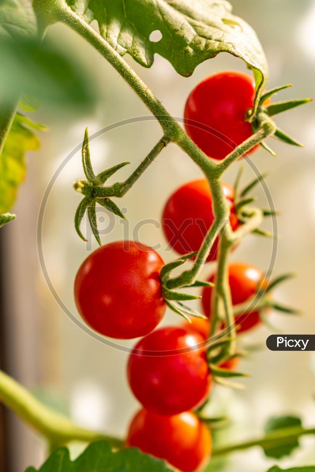 Beautiful Ripe Cherry Tomatos In A Private Greenhouse,  Grown Organically