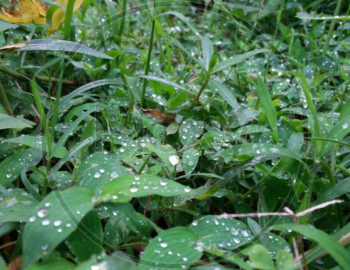 Grass green withe rain drop