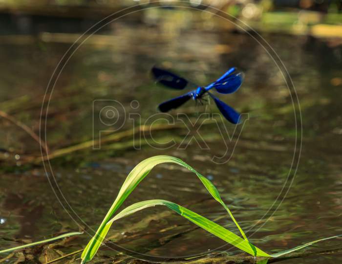 Blue Dragonfly Insect Flying On Grass