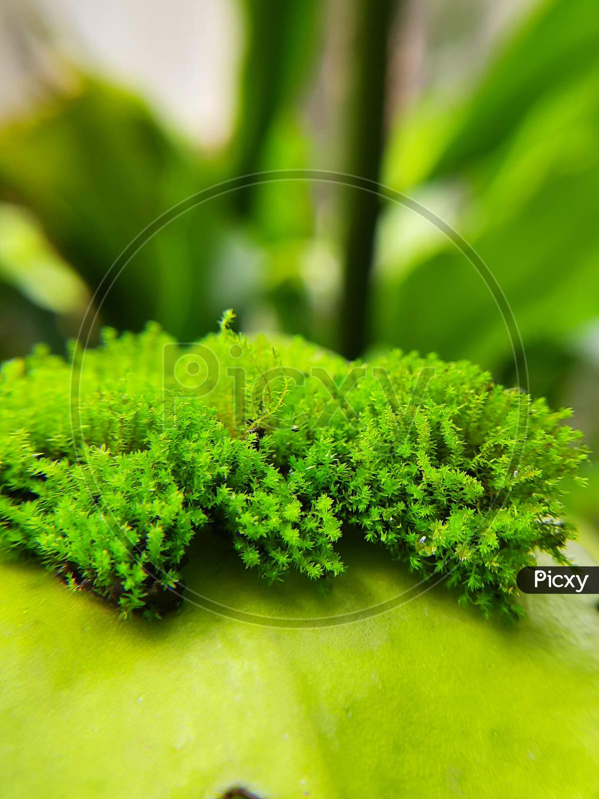 Moss island on a green leaf.