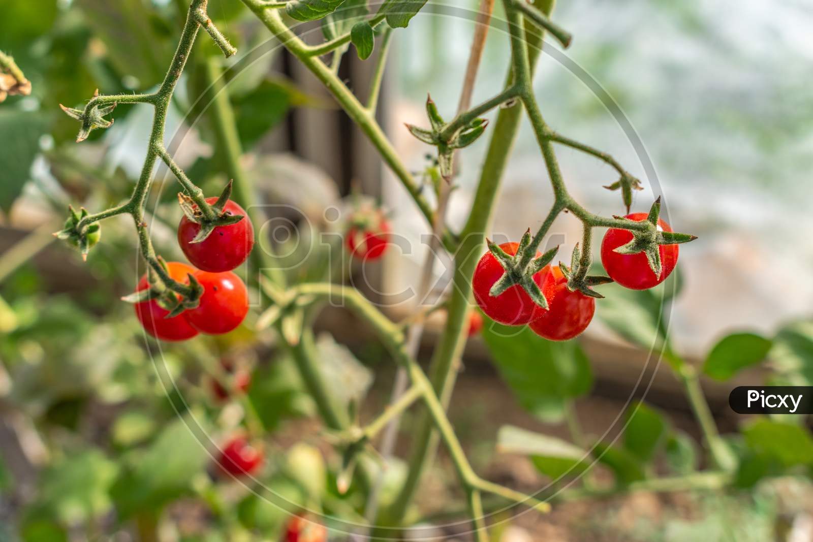 Beautiful Ripe Cherry Tomatos In A Private Greenhouse,  Grown Organically