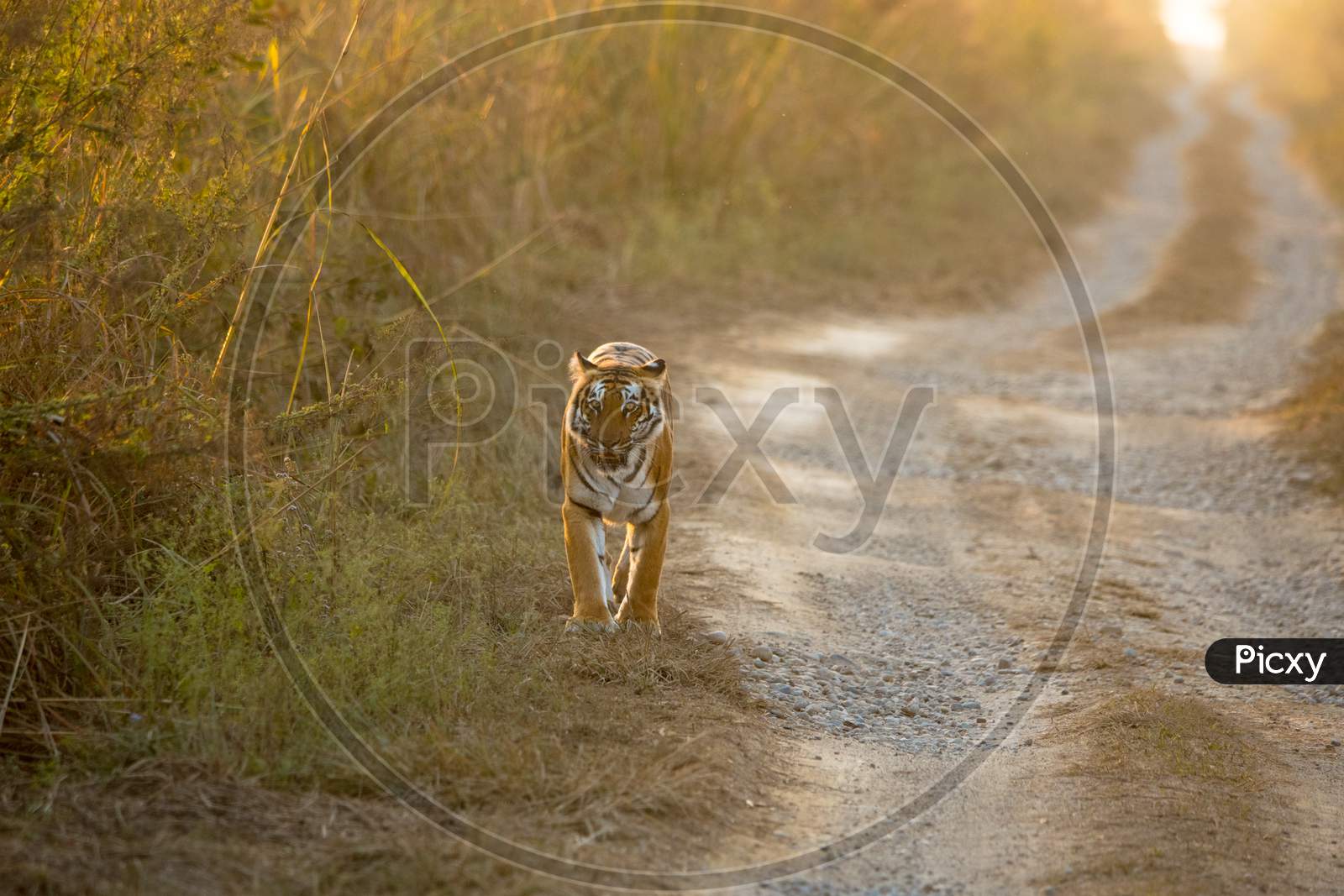 The Walk Of A Tiger