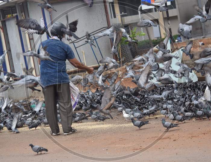 Hyderabad, Telangana, India. july-13-2020: A man is feeding pigeons all around in corona virus pandemic time, peoples caring on birds, wearing helmet