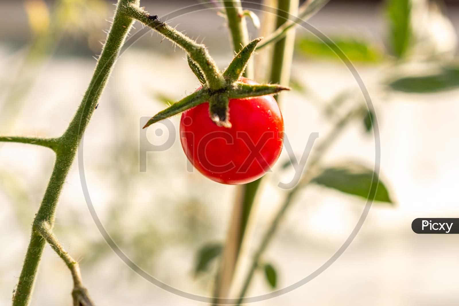 Beautiful Ripe Cherry Tomato In A Private Greenhouse,  Grown Organically